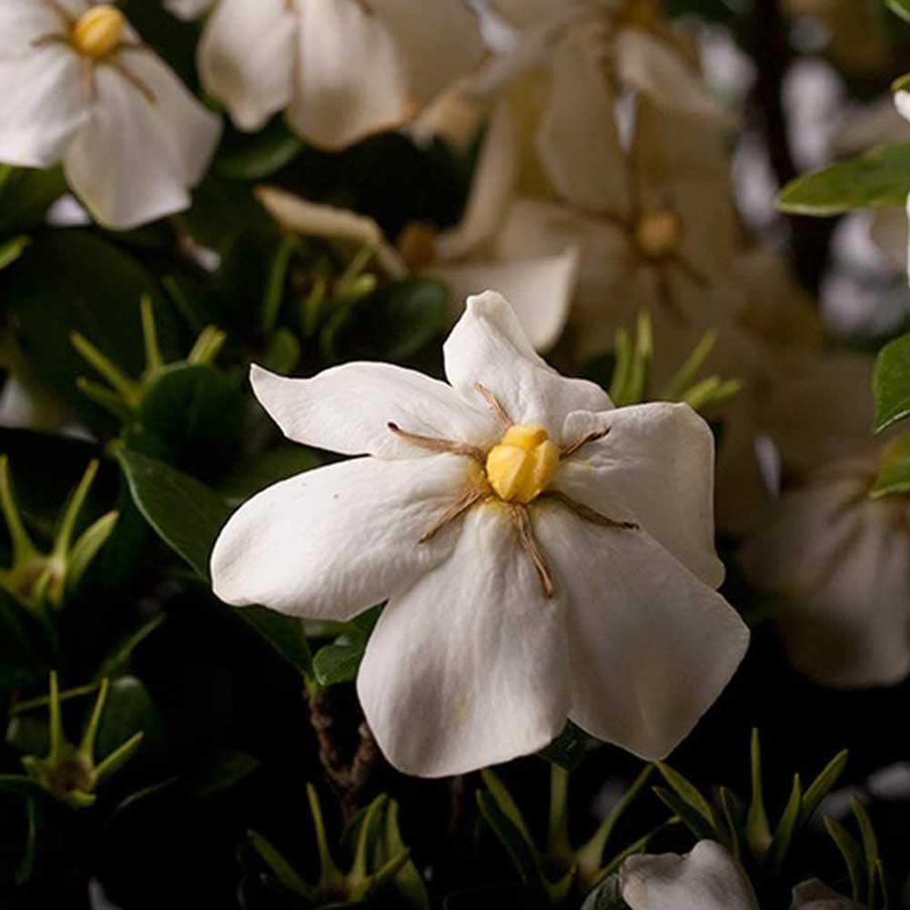 White Fragrant Gardenia Evergreen Shrub 2 Gallon O758357
