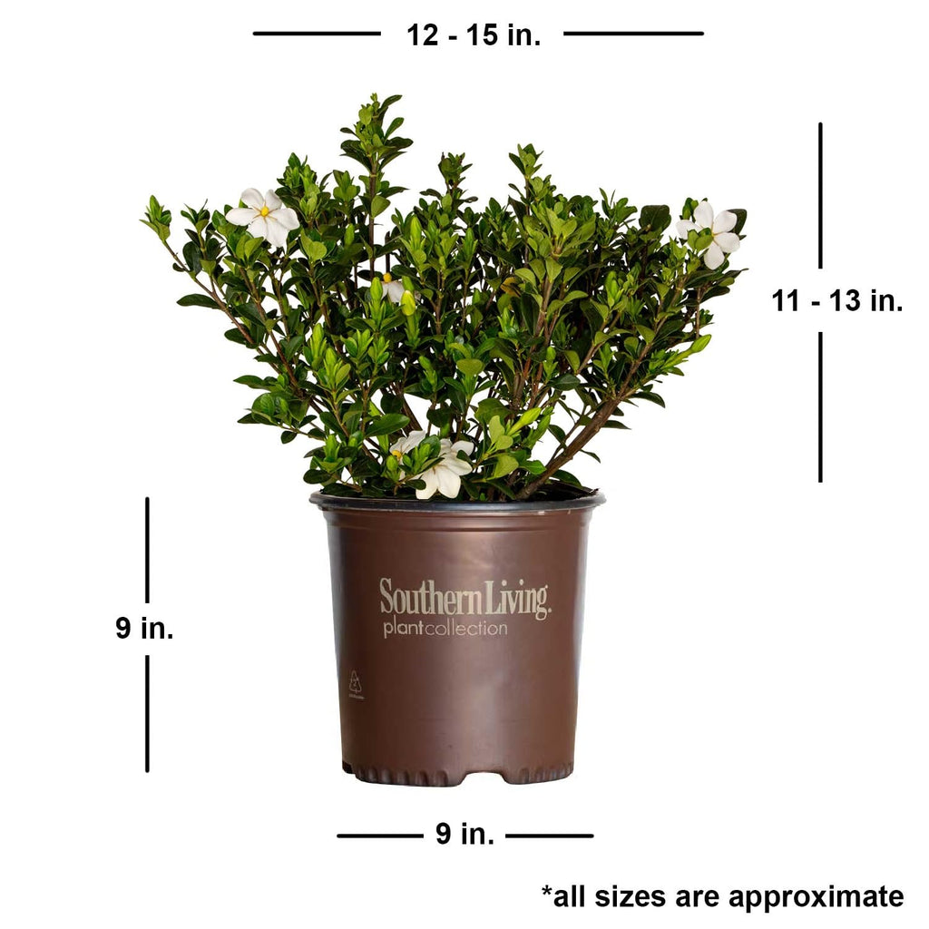 White Fragrant Gardenia Evergreen Shrub 2 Gallon O758357