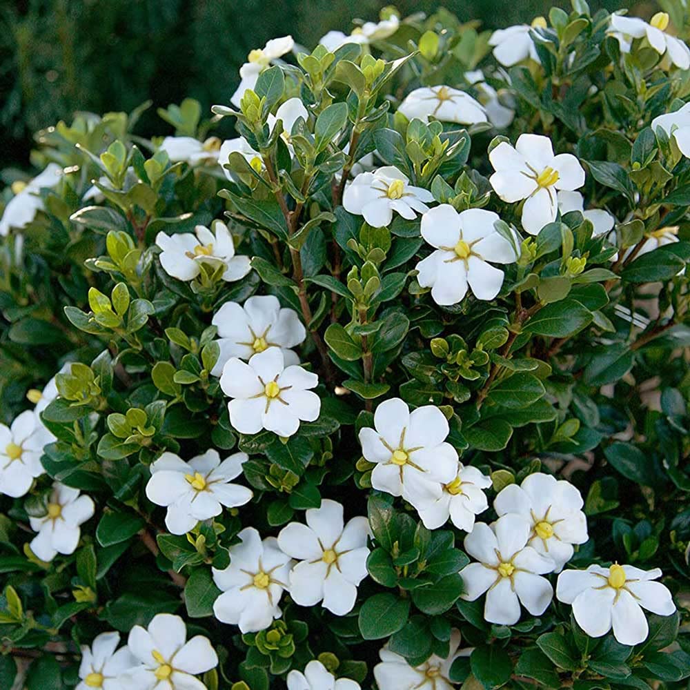 White Fragrant Gardenia Evergreen Shrub 2 Gallon O758357