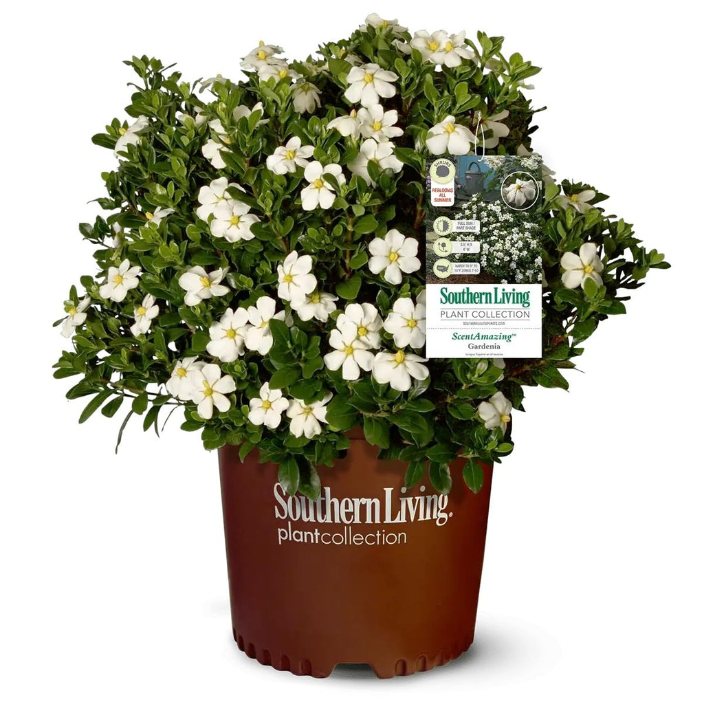 White Fragrant Gardenia Evergreen Shrub 2 Gallon O758357