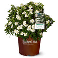 White Fragrant Gardenia Evergreen Shrub 2 Gallon O758357