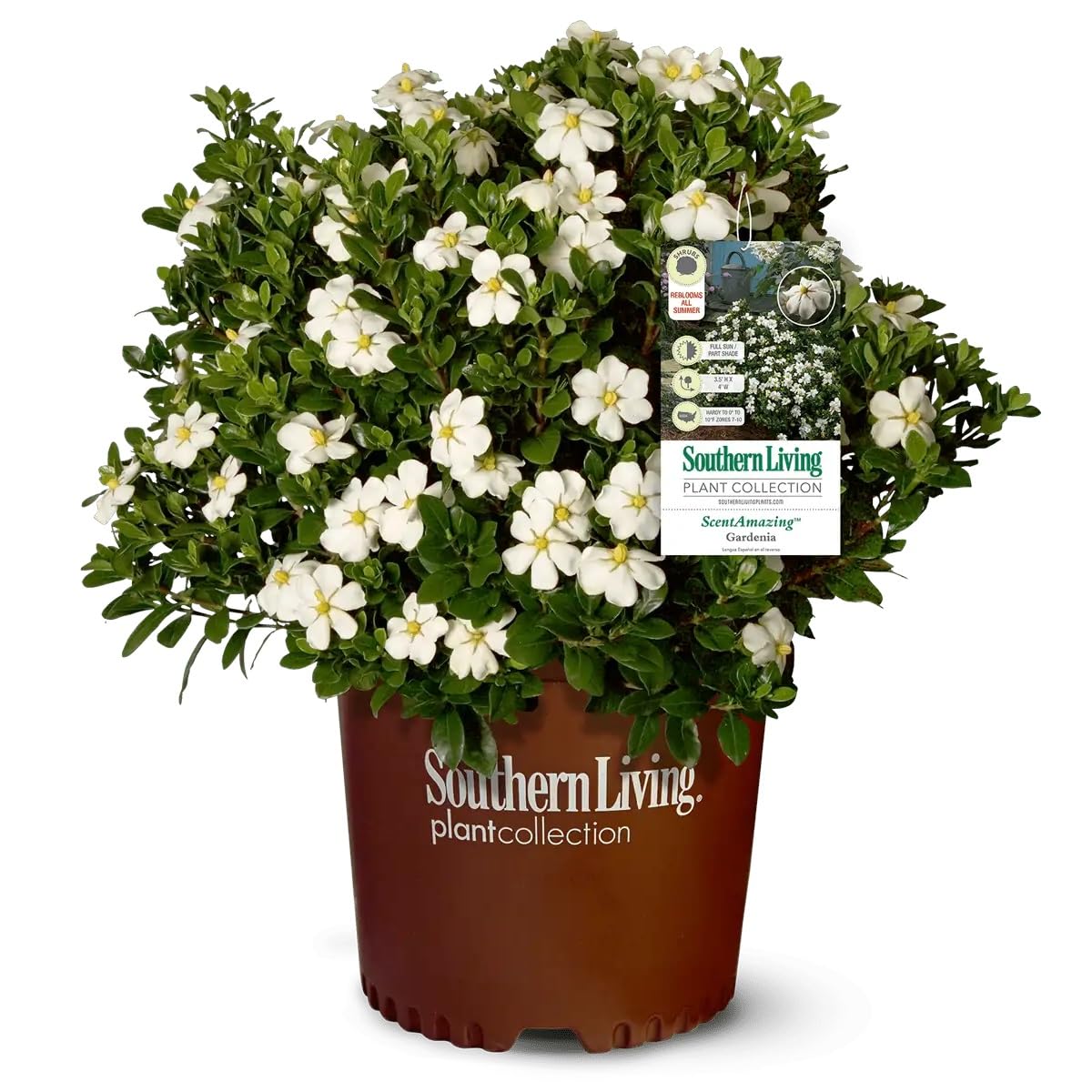 White Fragrant Gardenia Evergreen Shrub 2 Gallon O758357