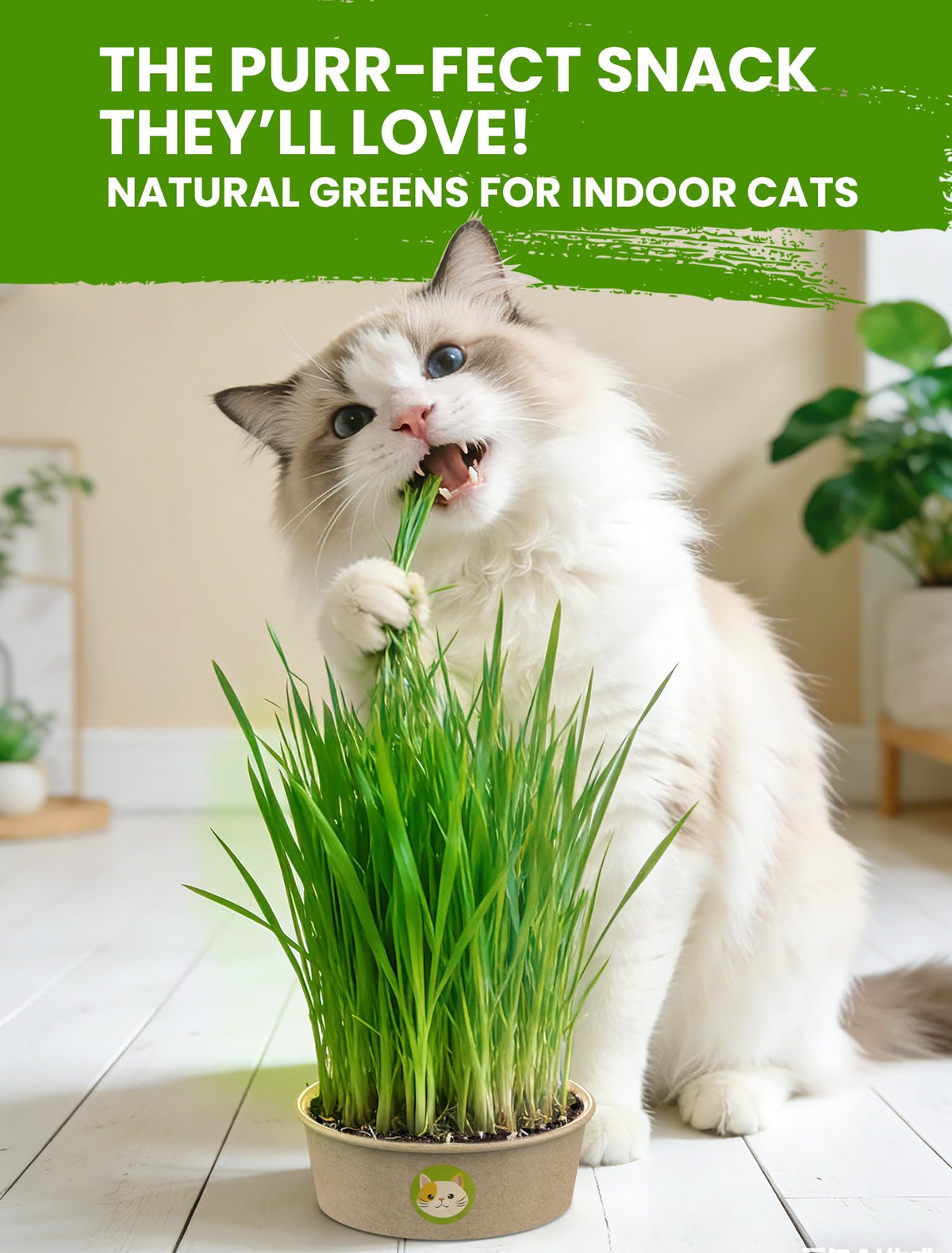 3 Pack Cat Grass Kit with Biodegradable Pots, Soil & Seeds Z6413
