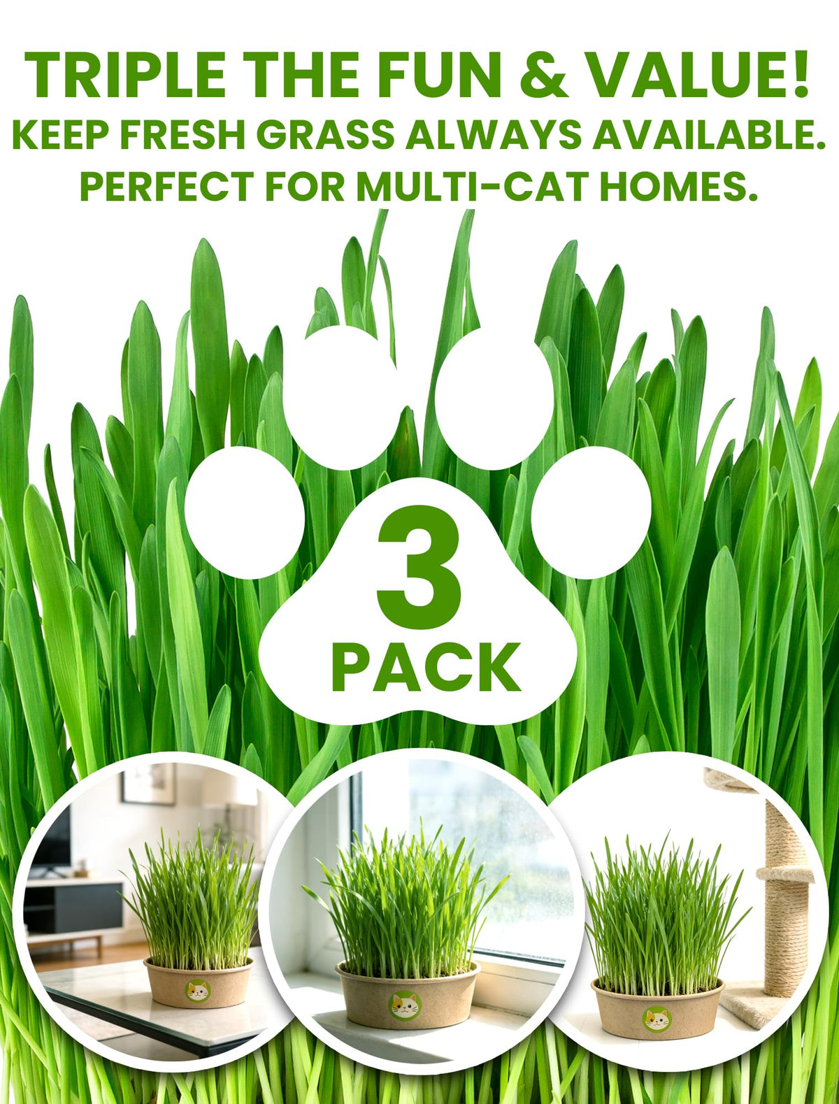 3 Pack Cat Grass Kit with Biodegradable Pots, Soil & Seeds Z6413