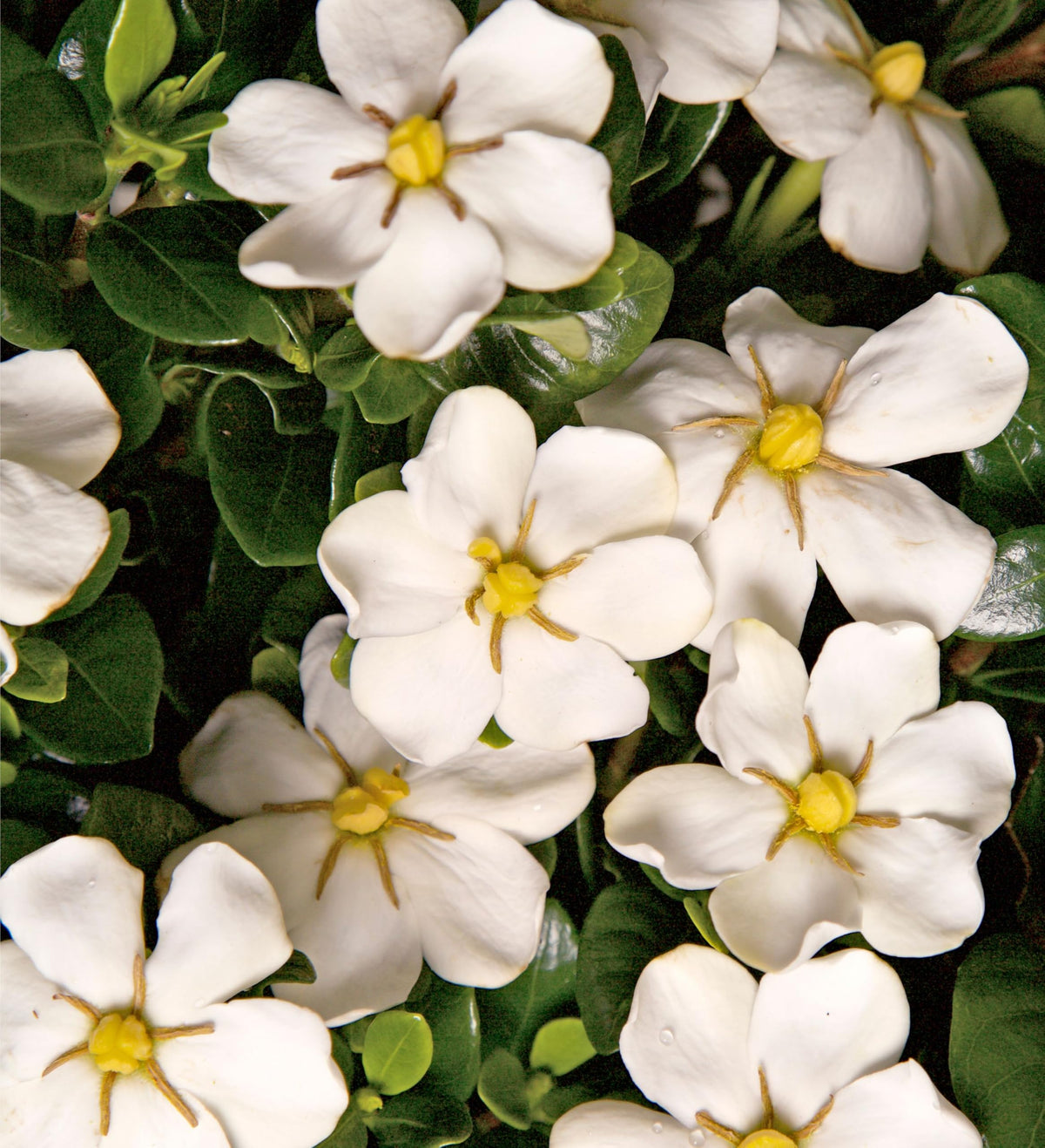 White Fragrant Gardenia Evergreen Shrub 2 Gallon O758357