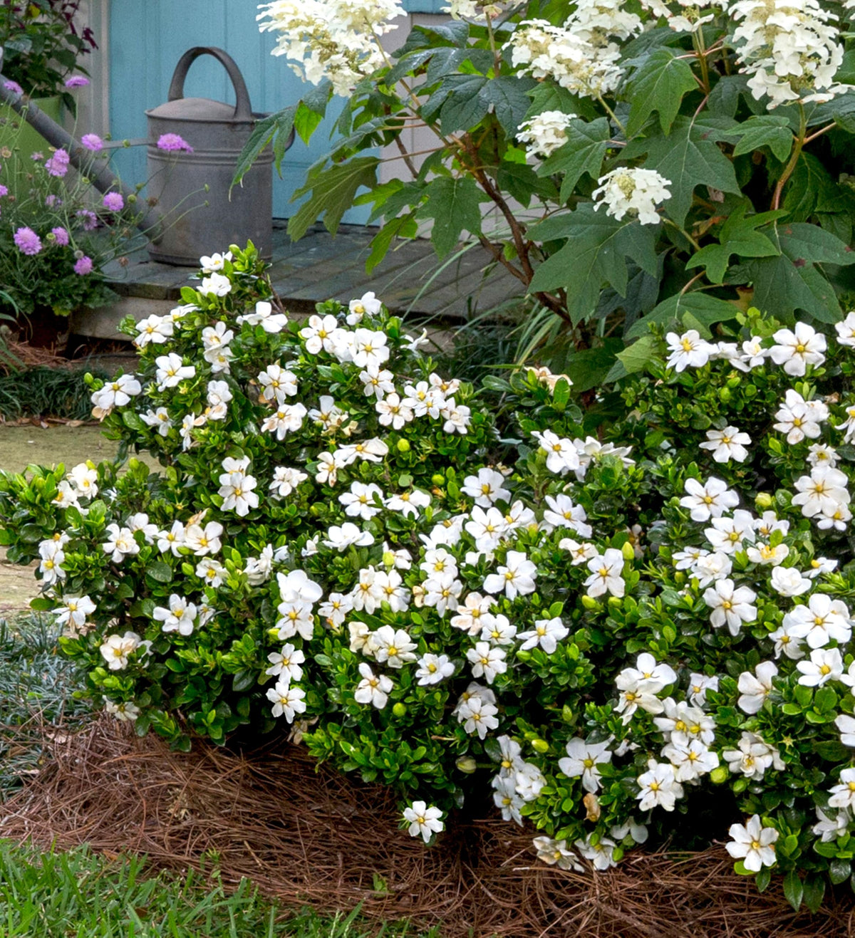White Fragrant Gardenia Evergreen Shrub 2 Gallon O758357